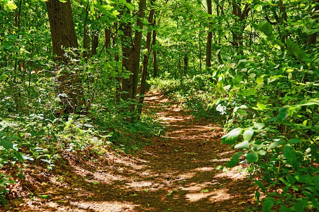 Wandelpaden in het bos om te rennen.