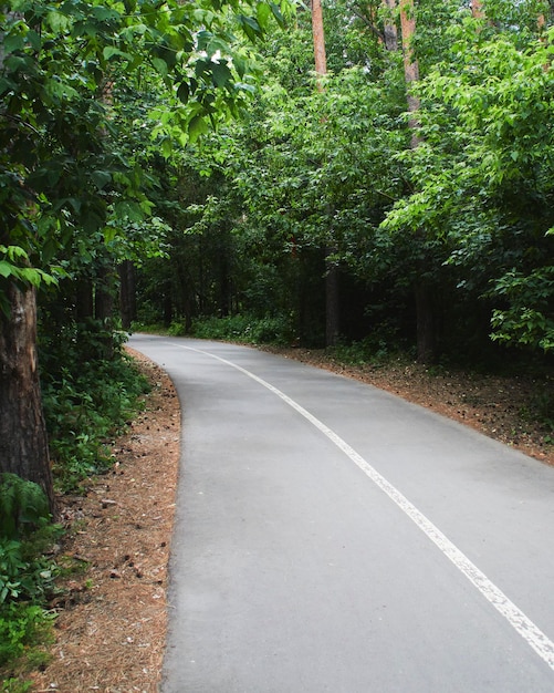 wandelweg in het bos