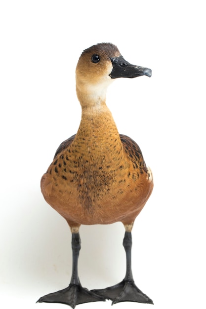 Wandering whistling duck on white background