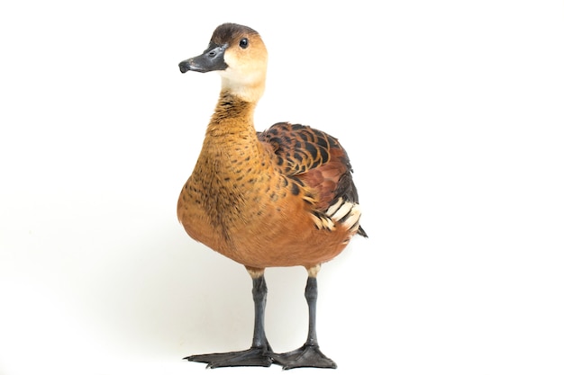 Wandering whistling duck on white background