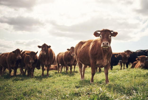 Wanna hear a joke Its really amoosing Shot of a herd of cows on a farm