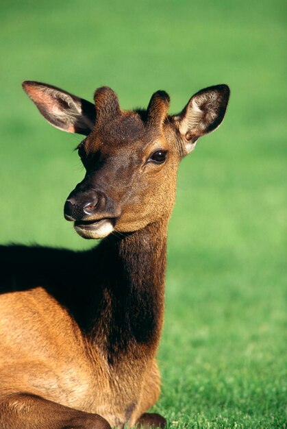 Photo wapiti young bull cervus elaphus yellowstone np usa