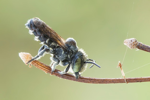 waps of bij op groene achtergrond