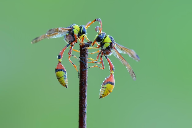 waps yellow jacket  on twigs