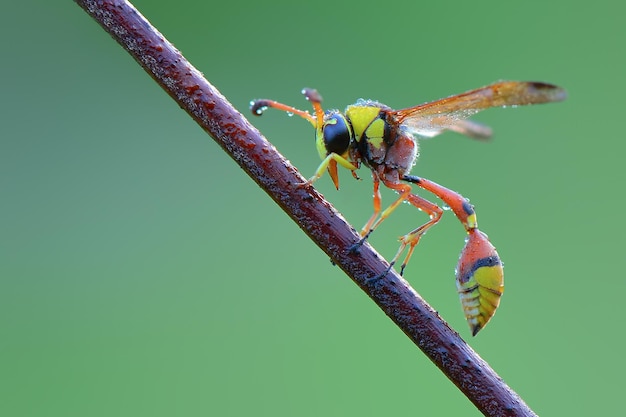 waps yellow jacket  on twigs