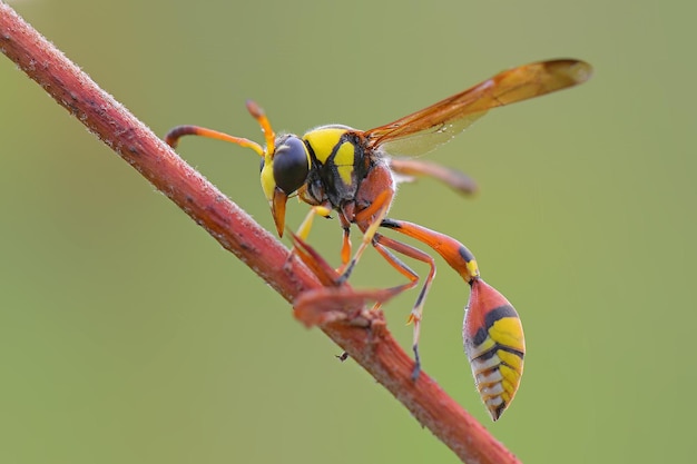 waps yellow jacket  on twigs