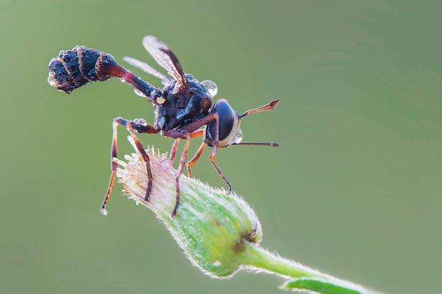 waps yellow jacket  on twigs