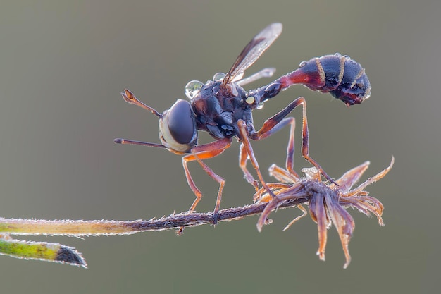 waps yellow jacket  on twigs