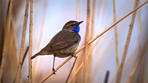 Warbler Bluethroat sitting on the cane