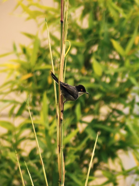 Photo warbler on a corn field