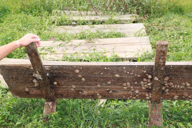 Foto il guardiano dell'allevamento di lumache prende un pannello di legno e mostra le lumache.