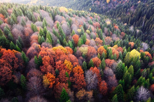 Warm Autumn Day Aerial View of Hues in the Mountain Forest