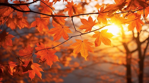 warm autumn leaves on the sun