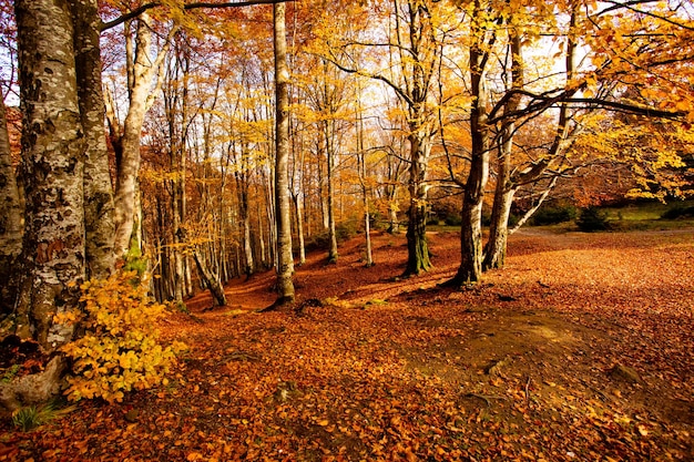 Warm autumn scenery in the fall forest