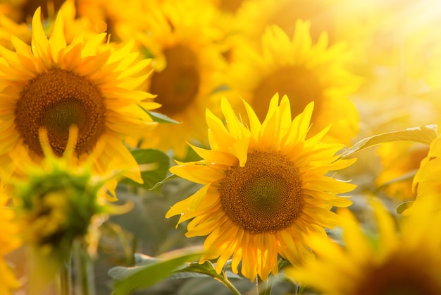 Warm bright sunlight on gorgeous yellow sunflowers in bloom on a summer day