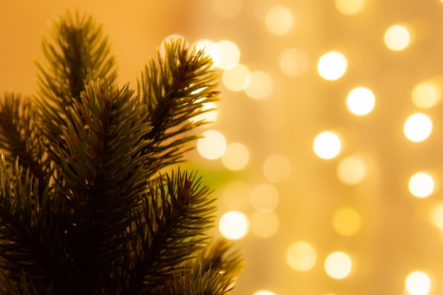 warm color background Bokeh background with pine trees for Christmas decorations