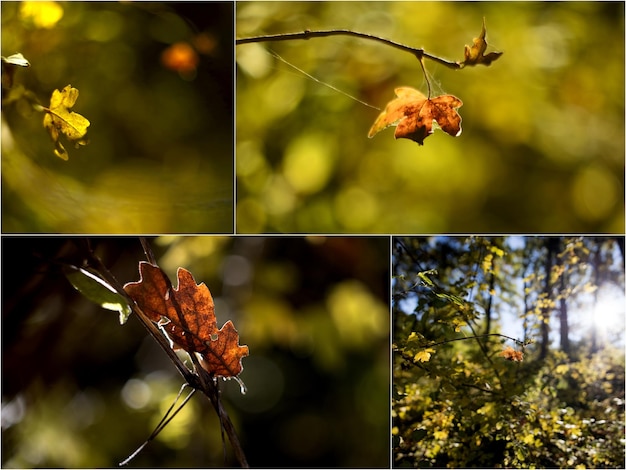 warm colors of leaves