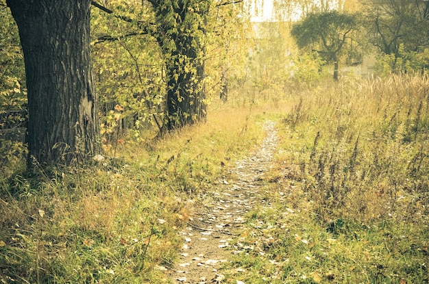 warm- coloured picture of the autumn alley in the park