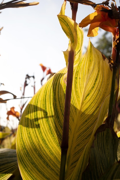 Warm exotic nature sunny background with big tropical leaves