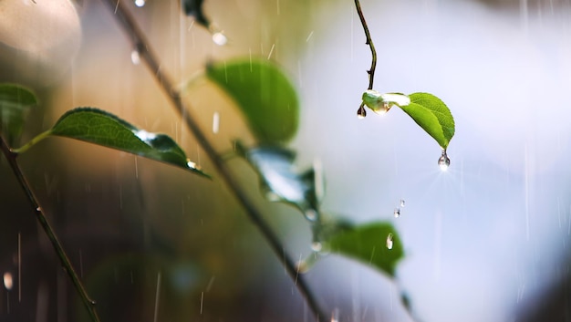 On a warm spring day the bright and clean spring rain falling on the green leaves and the shining r