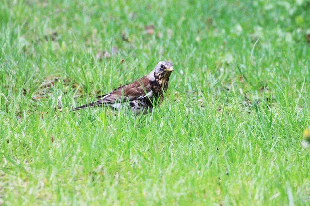 Warm springtime has come for thrush