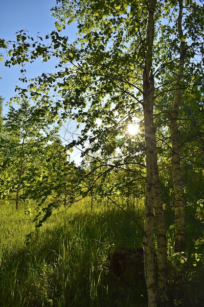 緑の夏の森の暖かい夕日