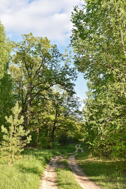 Фото Теплый закат в зеленом летнем лесу