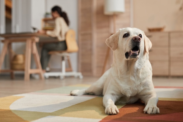 Photo warm toned front view portrait of white labrador dog lying on carpet in cozy home interior lit by sunlight with female owner working in background, copy space