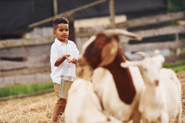 Warm weather Cute little african american boy is on the farm at summertime with goats