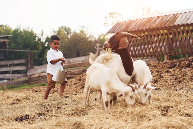 Warm weather Cute little african american boy is on the farm at summertime with goats