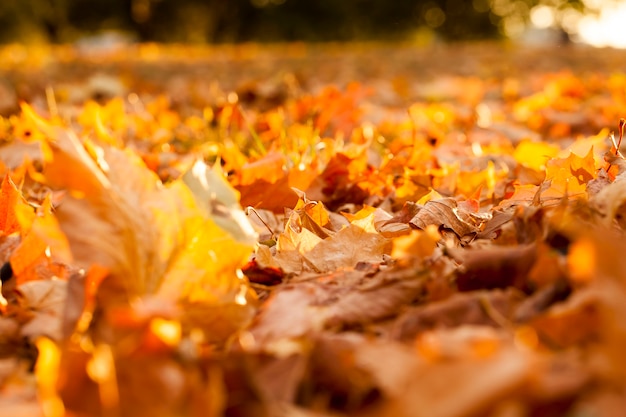 Warm weather in the Park in the autumn season