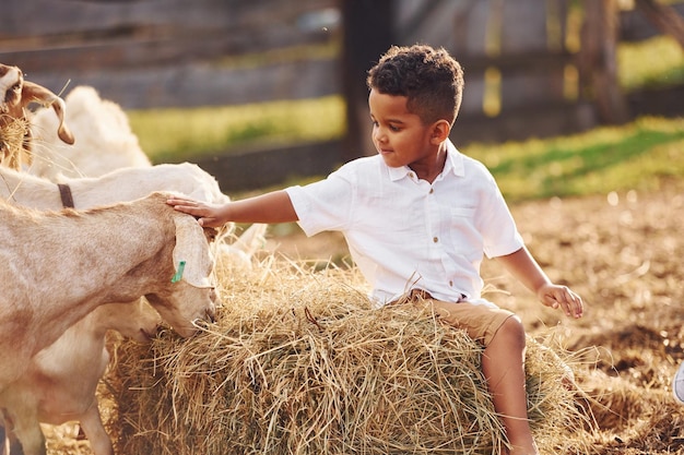 Warm weer Schattige kleine Afro-Amerikaanse jongen is in de zomer op de boerderij met geiten