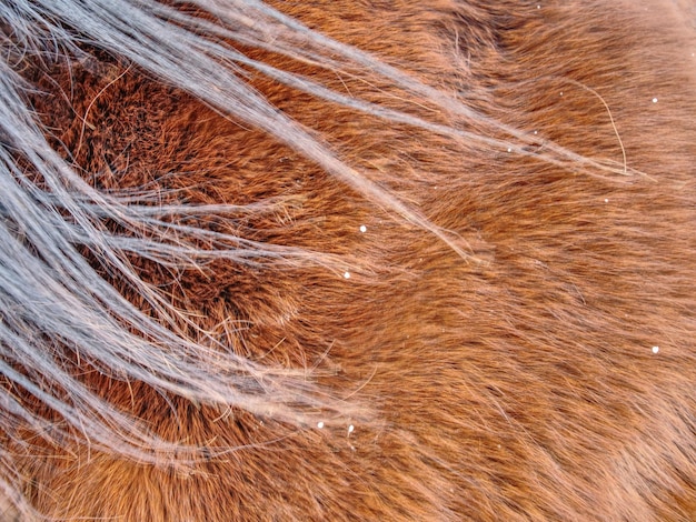 Foto pella calda invernale di cavallo pella marrone dettaglio di primo piano animale peloso