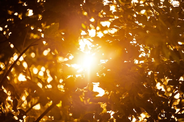 Теплый желтый солнечный свет сквозь три листвы красивый солнечный свет, струящийся сквозь листья деревьев Яркий желтый солнечный свет над зелеными растениями теплая солнечная погода летом пробуждение природы