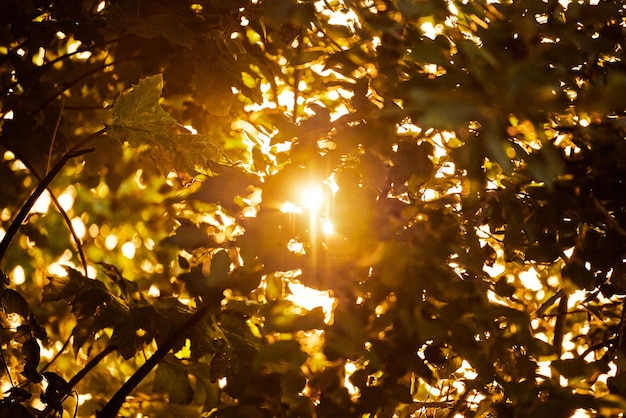 Warm yellow sunlight through three foliage beautiful sunshine streaming through tree leaves Bright yellow sun light over green plants warm sunny weather in summer awakening of nature