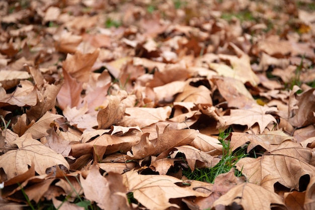 Foto warme herfstdag. esdoorn bladeren