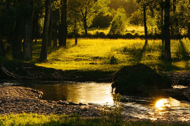 Warme regen. Magisch beeld van de rivier en het bos. De stralen van de zon door de bomen.
