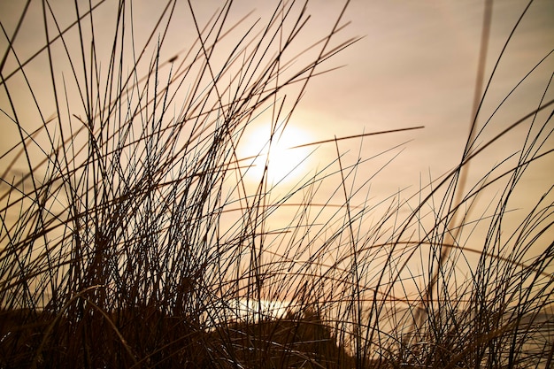 Warme zonsondergang aan het water met struiken gras