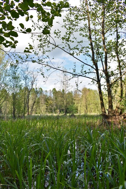 Foto warme zonsondergang in het groene zomerbos