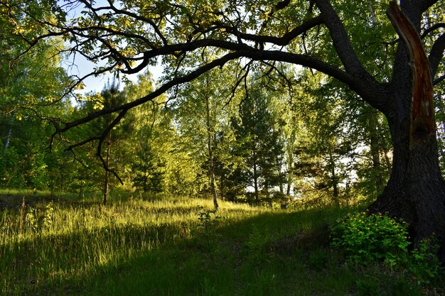 Warme zonsondergang in het groene zomerbos