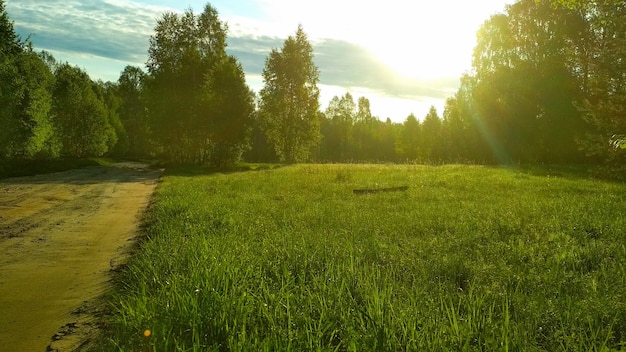 warme zonsondergang in het zomerbos