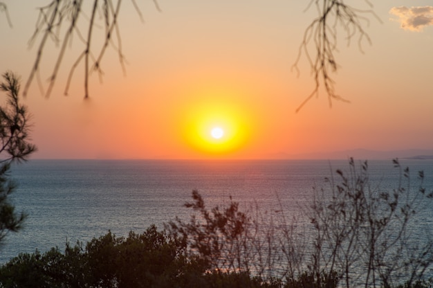 Warme zonsondergang op de zee door de planten