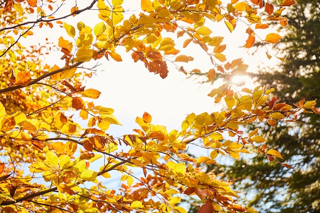 Luce solare calda attraverso le foglie d'oro foresta nei carpazi ucraina sentieri per passeggiate ed escursioni nella cresta borzhava area rurale dei carpazi in autunno