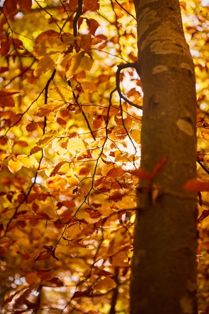 Luce solare calda attraverso le foglie d'oro foresta nei carpazi ucraina sentieri per passeggiate ed escursioni nella cresta borzhava area rurale dei carpazi in autunno