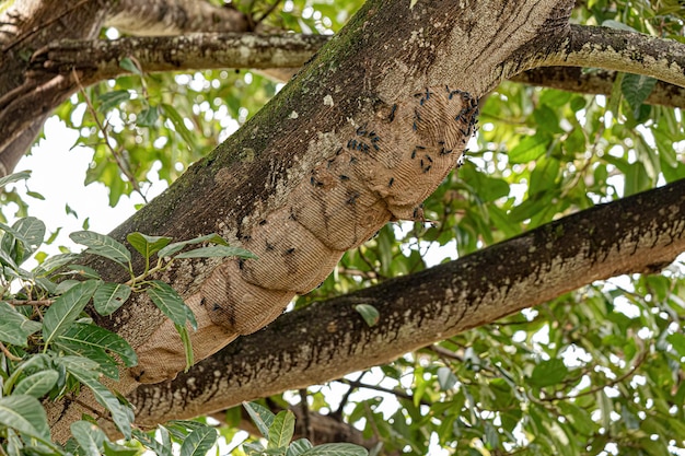 Warrior Wasp Nest