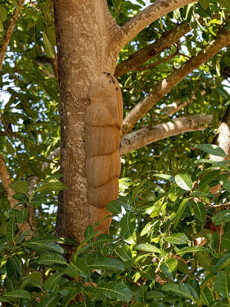 Photo warrior wasp nest