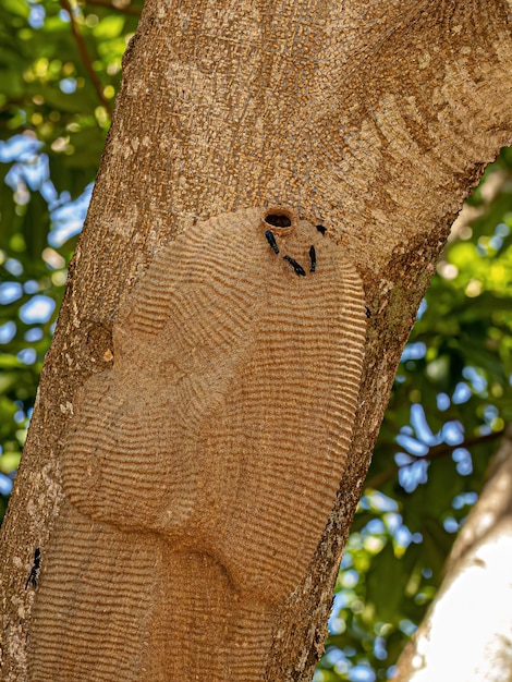 Warrior Wasp Nest