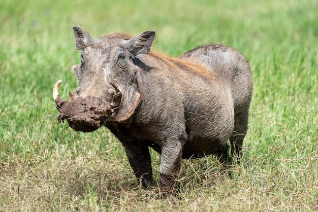 Foto warthig in tanzania