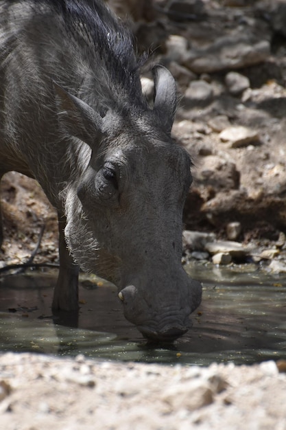 Warthog drinking out of a muddy watering hole.