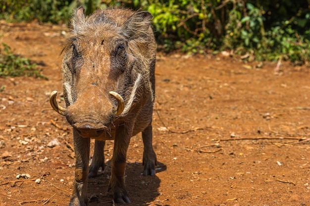 Warthog on field